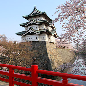 弘前城と桜