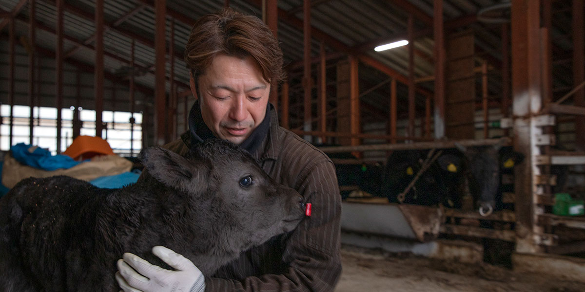 千葉晋さんと子牛