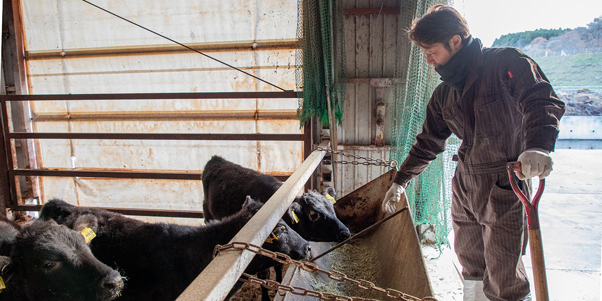 子牛に餌を与える千葉晋さん